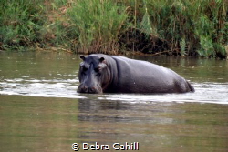 Hippo Kruger Park Africa by Debra Cahill 